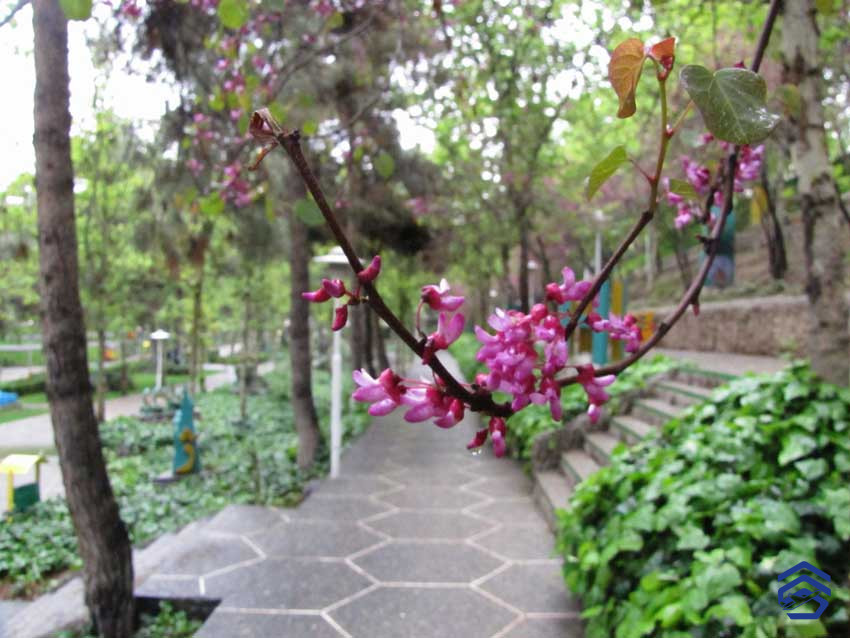 پارک ساعی تهران